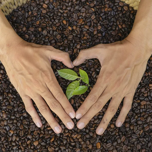 Café sustentable: ¿Por qué es la mejor elección para el futuro?